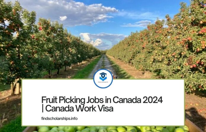 Fruit Picking Jobs in Canada 2024 Canada Work Visa